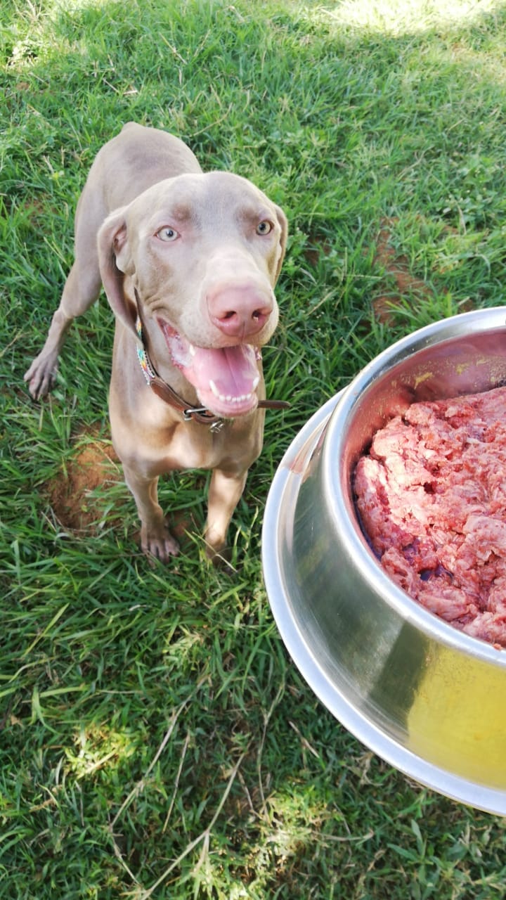 Perro junto a un recipiente con alimento